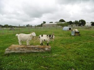 SY9392 : Organford, goats