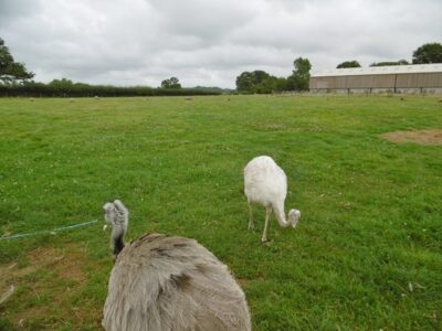 SY9392 : Organford, rheas