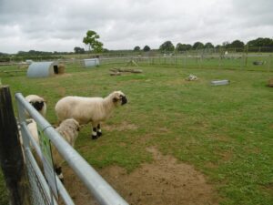 SY9392 : Organford, sheep