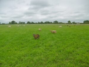 SY9392 : Organford, sheep grazing