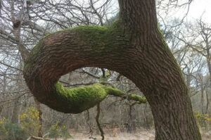 SY9788 : Tree branch near hide, Arne