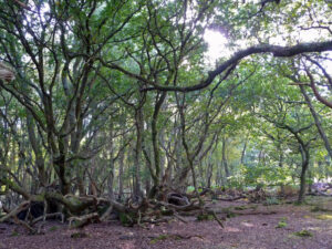 SY9788 : Trees in Big Wood, Arne