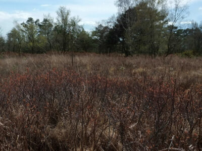 SY9887 : Heath and woodland, Arne Nature Reserve