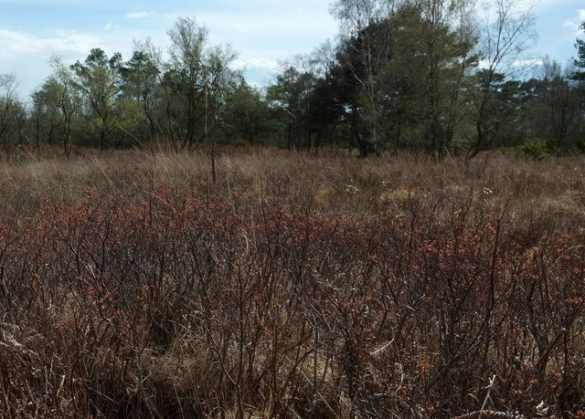 SY9887 : Heath and woodland, Arne Nature Reserve
