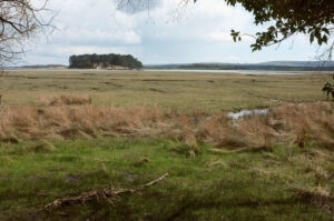 SY9887 : Saltings by Wych Channel