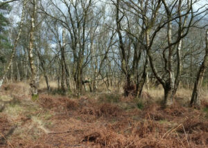 SY9887 : Woodland, Arne Nature Reserve