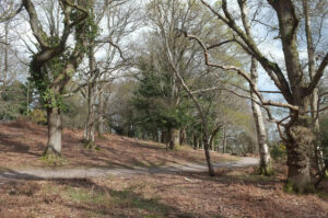 SY9888 : Path, Arne nature reserve