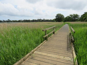 SY9992 : Boardwalk in Upton Country Park, near Poole