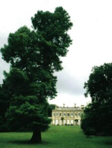 SY9992 : Upton Country Park: big tree
