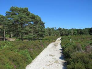 SZ0187 : Path on Brownsea Island