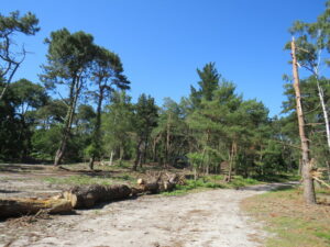SZ0187 : Path on Brownsea Island