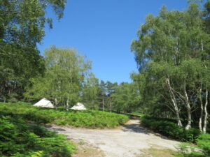 SZ0187 : Path on Brownsea Island