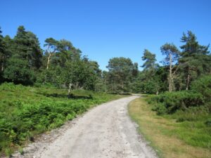 SZ0188 : Path on Brownsea Island