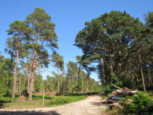 SZ0188 : Path on Brownsea Island