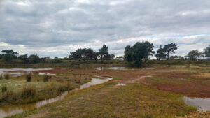 SZ0285 : Lagoon on edge of Bramble Bush Bay near Jerry's Point, Studland Heath