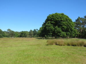 SZ0287 : Meadow on Brownsea Island