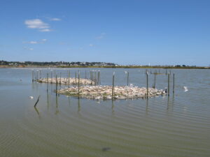 SZ0288 :  Birds on a lagoon at Brownsea Island