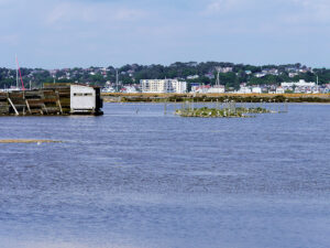 SZ0288 : The Lagoon, Brownsea Island Nature Reserve