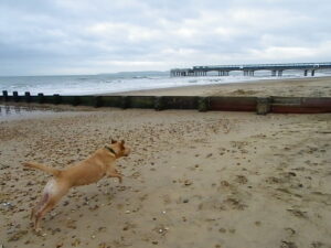 SZ1191 : Boscombe Beach