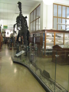 TL4558 : Iguanodon at the Sedgwick Museum