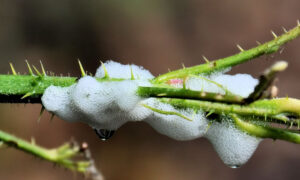 J4581 : Cuckoo spittle near Helen's Bay