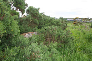 NO8996 : Auchlee Recumbent Stone Circle (6)