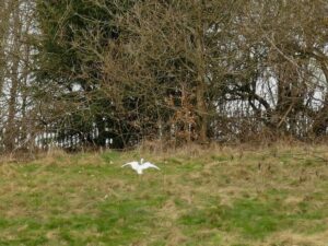 SE3534 : Little Egret in Halton Deans