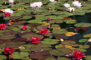 SH7972 : Water lilies