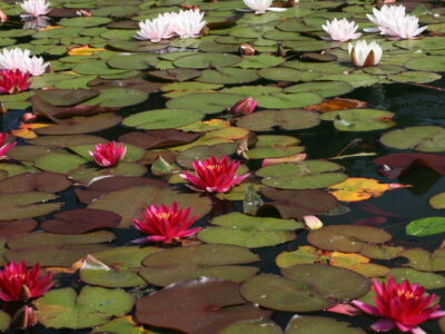 SH7972 : Water lilies