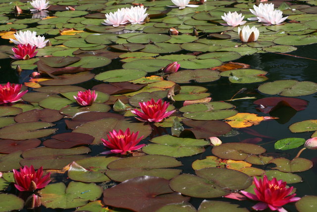 SH7972 : Water lilies