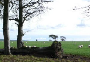 ST5604 : Trees and Sheep at Horsey Knap Evershot
