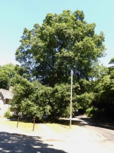 ST5704 : Not any old oak tree