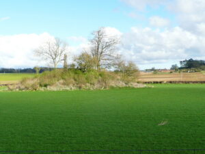 SU0210 : Mound to the east of Knowlton Church, Woodlands
