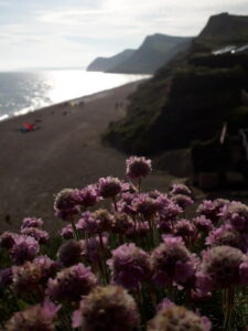 SY4491 : Eype: sea pink on the cliff edge
