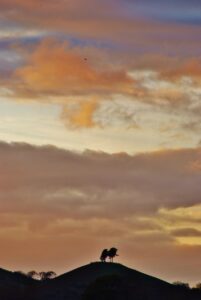 SY4493 : Colmer's Hill near Bridport