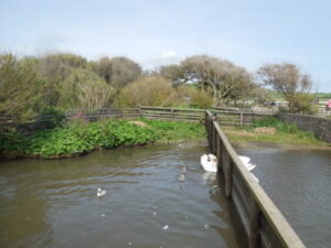 SY5783 : Baby swans in rearing pens