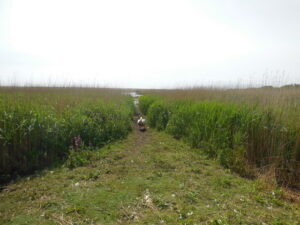 SY5783 : Mute Swan amongst the reeds
