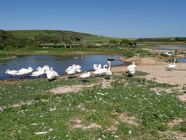 SY5783 : Mute Swans at Abbotsbury Swannery