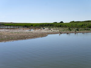 SY5783 : Nesting Area at Abbotsbury Swanery