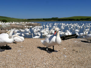 SY5783 : Swans on the Fleet at Abbotsbury Swannery