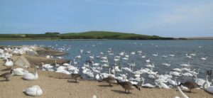 SY5783 : Waiting for feeding time