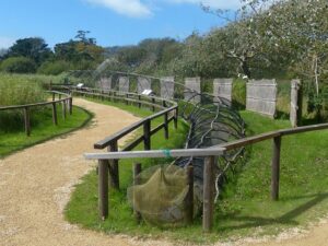 SY5784 : Duck decoy, Abbotsbury Swannery, Dorset