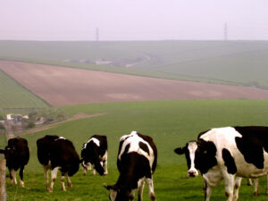 SY5890 : Black Down and the Poor Lot barrows, Winterbourne Abbas