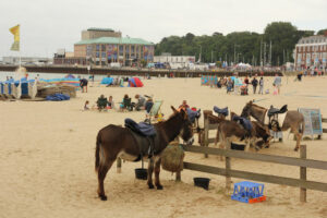 SY6879 : Donkeys on Weymouth beach