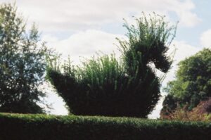 SY7191 : Bird in the bush, Kingston Maurward gardens