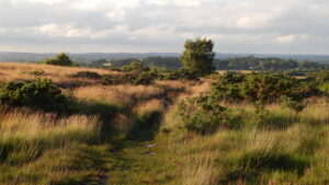 SY9385 : Hyde Hill, Stoborough Heath, Wareham, Dorset