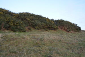 SY9580 : Broom, Corfe Common