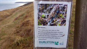 SZ0276 : Warning about brown-tail moth caterpillars, Durlston Country Park