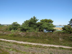 SZ0285 : Glimpse of Poole Harbour from Studland Heath