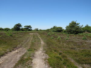 SZ0285 : Track on Studland Heath, near Poole